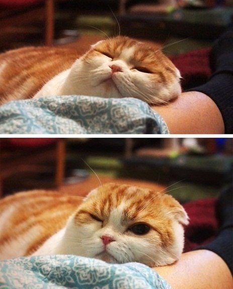 Коты из сети