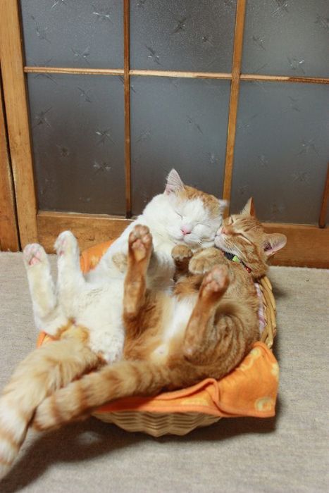 Коты и Кошки