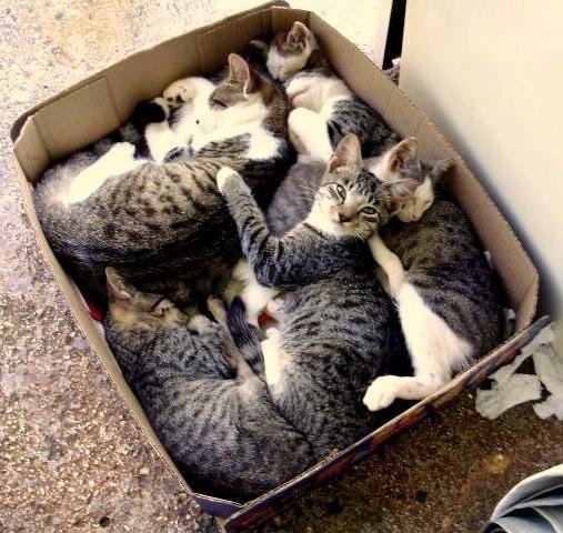 Я - Кот и мне .......