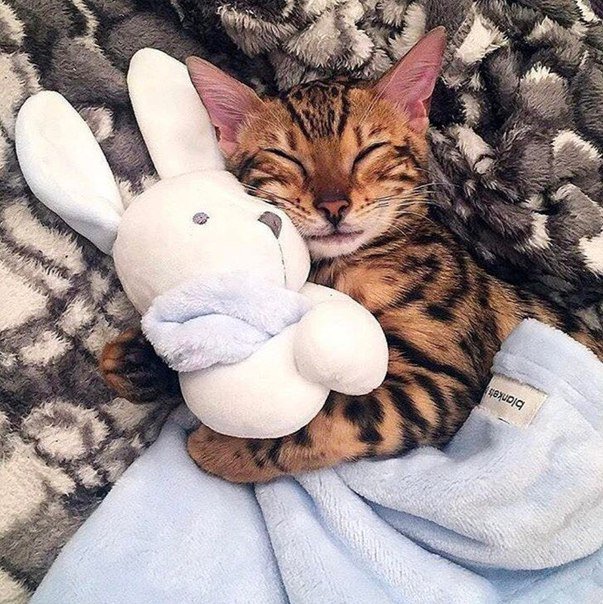Коты и Кошки