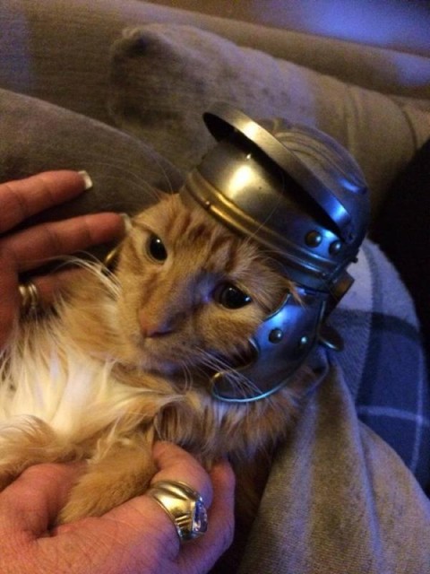 Коты и Кошки