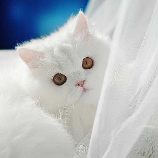 Коты и Кошки