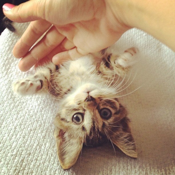 Коты и Кошки