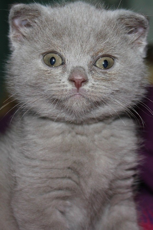 Коты и Кошки