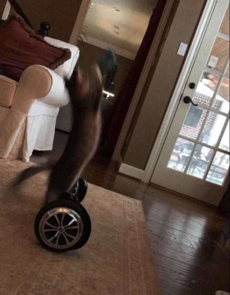 Коты и Кошки