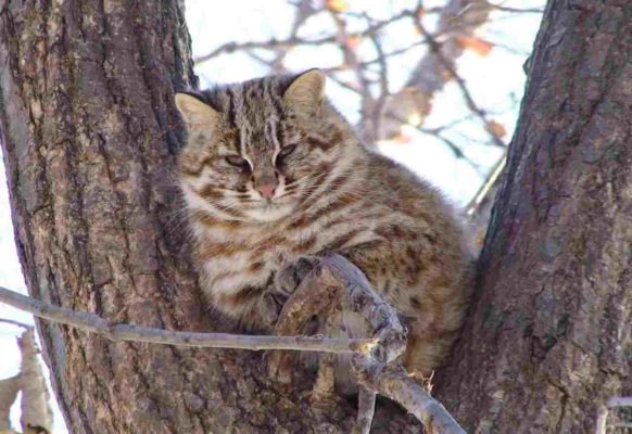 Живность из сети