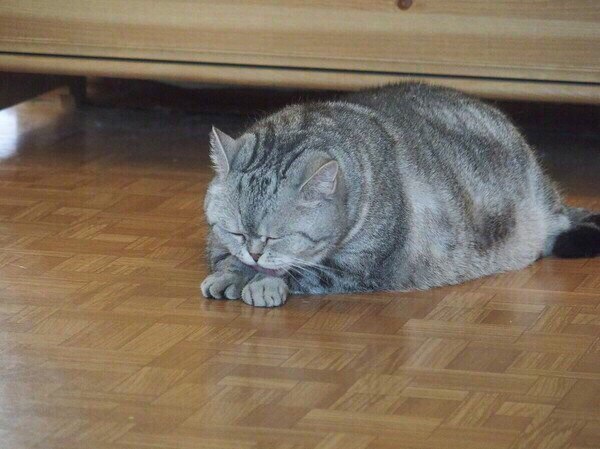 Прикольных котов пост