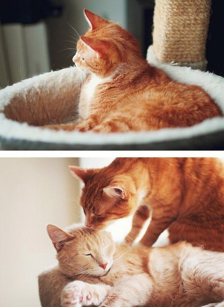 Немного милоты