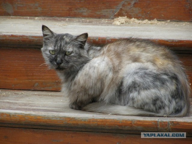 Котовторник объявляется открытым!