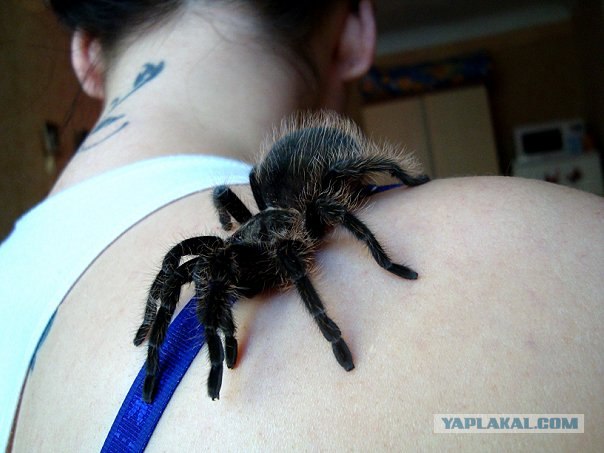 Домашние скорпиончики