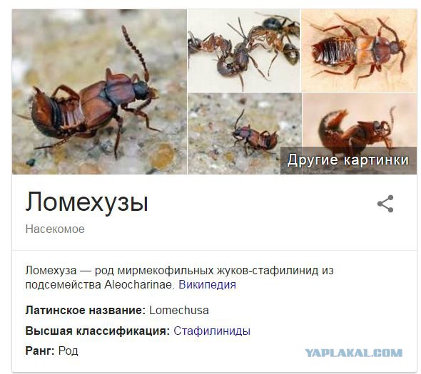 Если бы половина россиян исчезла, государство бы только выиграло.