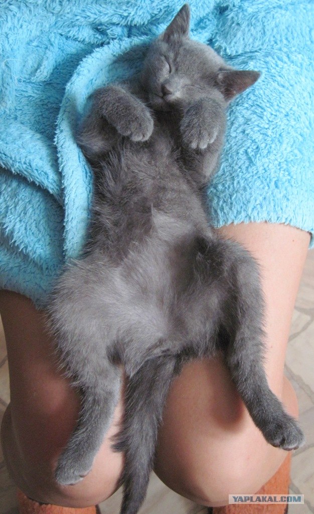 Котовторник (21.02.2012)