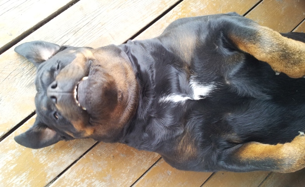 СобакоСреда 30.05.2012