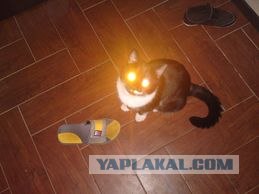 Котовторник  12. 06. 2012