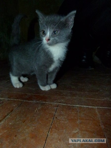 Котовторник  16.10.12