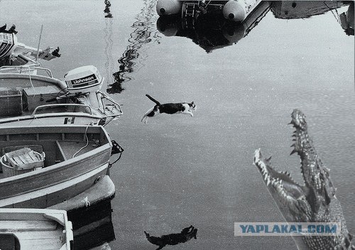 Фотожаба: Полет Барсика