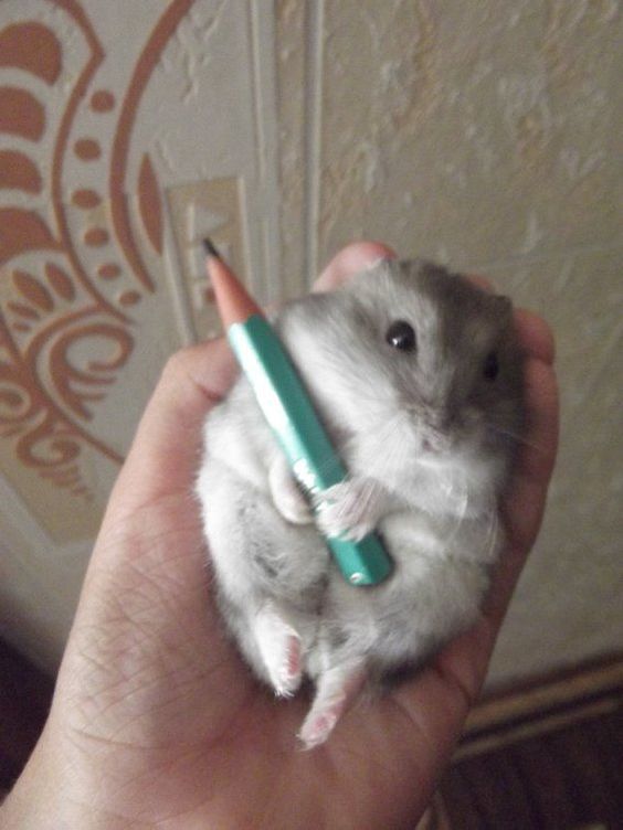 Хомячковский пост