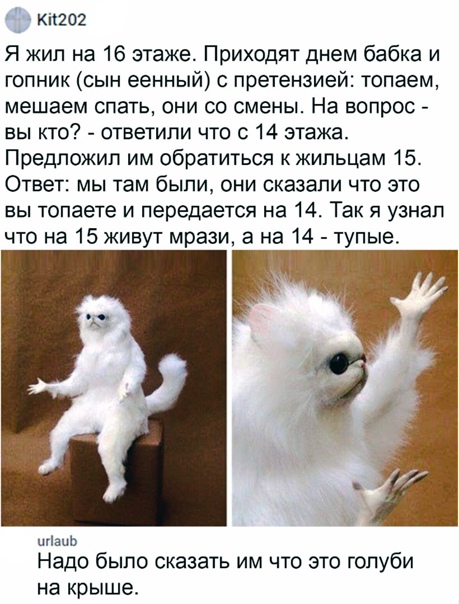 Немного разностей, шалостей и пушистостей