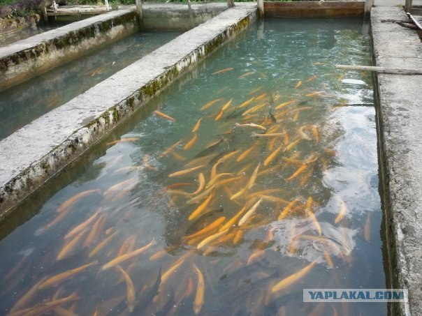 Абхазия там где....