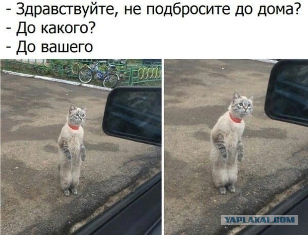 Забавные комментарии из социальных сетей (21.11.22)