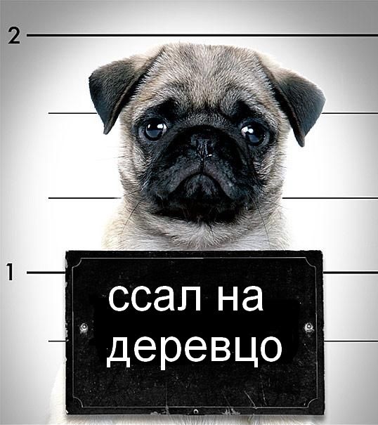 Мемасы из мемори