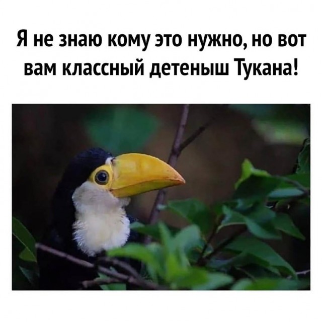 Картинки и мемы, всяко разно - 181