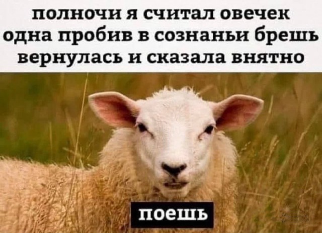 В Шотландии живет самая одинокая овца в мире