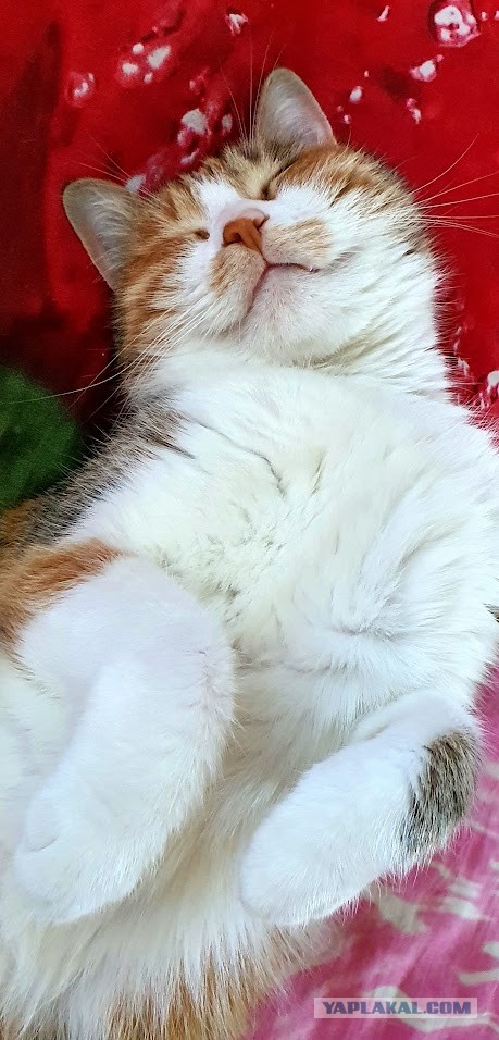 Первый Котовторник 2024