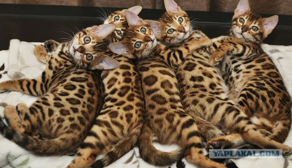 Маленький котенок