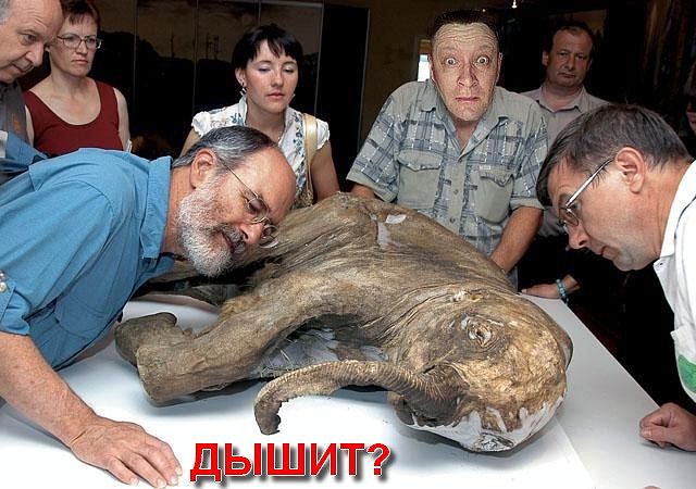 Россия впервые в мире клонирует мамонта