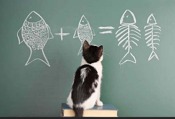 Котовторник в картинках