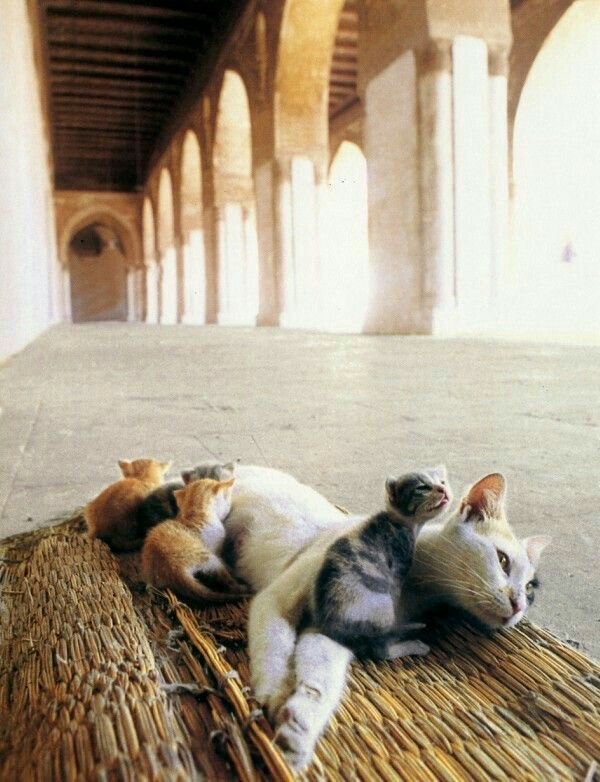 Кошки на развалинах города Помпеи