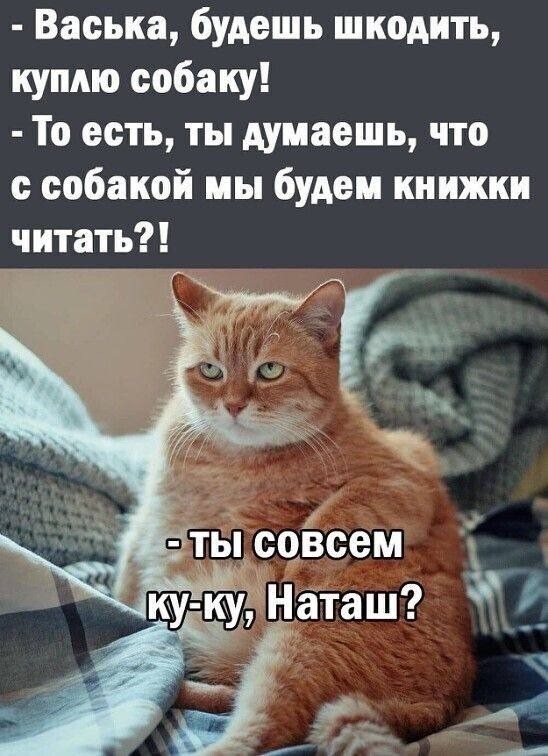 К котовторнику: подборка картинок-баянов с котиками и про котиков. Выпуск 2.