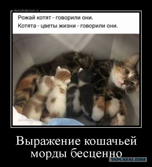 Счастливая мать