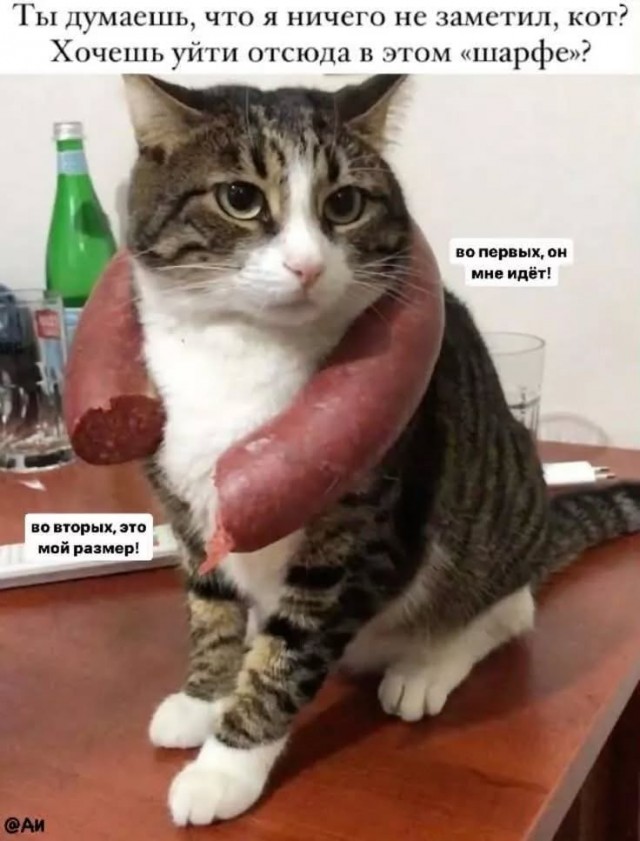 Подборка картинок-баянов с котиками и про котиков. Выпуск 21