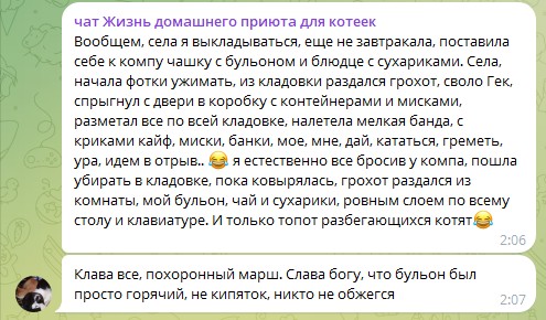 Жизнь домашнего приюта для котеек 565