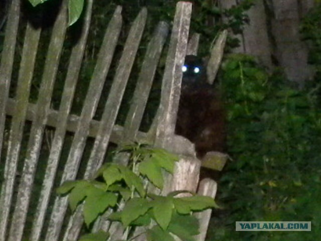 Котовторник 23.07.2013