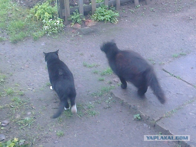 Котовторник 25.02.2014