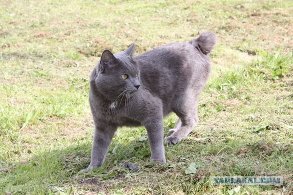 Курильская котяра Соня