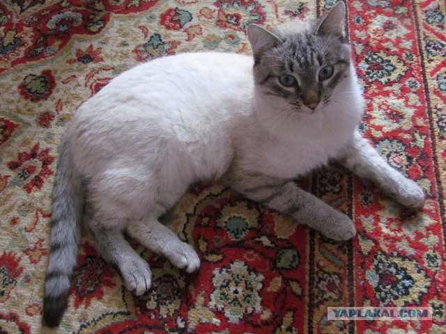 Котовторник 24.06.2014
