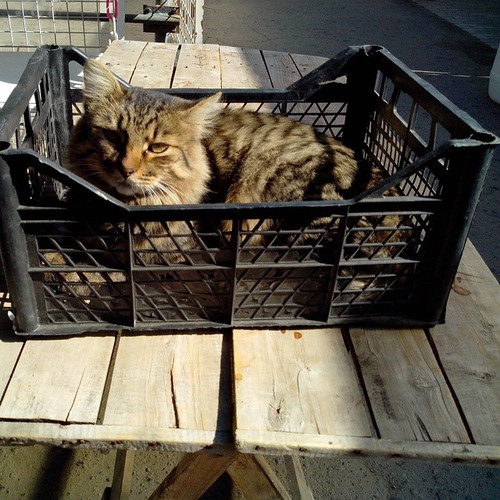 Котовторник 23.09.2014.