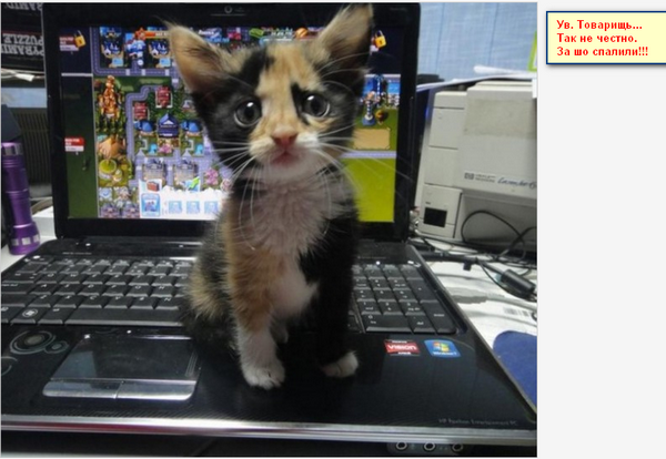 Котэ незаменимы!