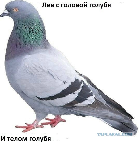 "Да...... я хотела, на Ваш Google"