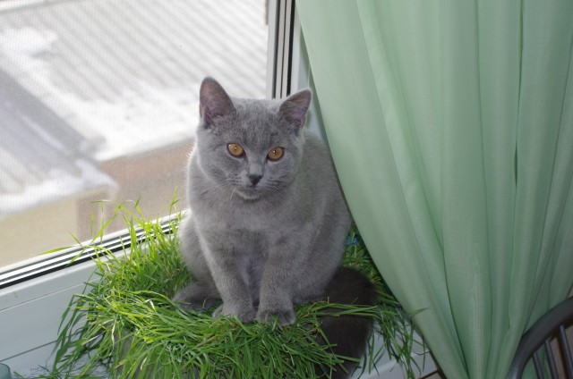 Котовторник 24.03.2015