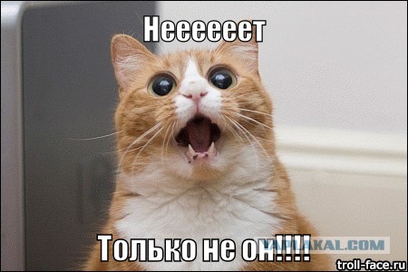 Как снять кота с дерева