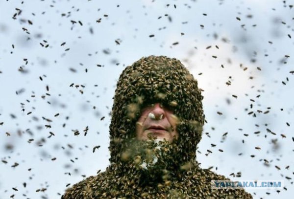 Любовь к печелам