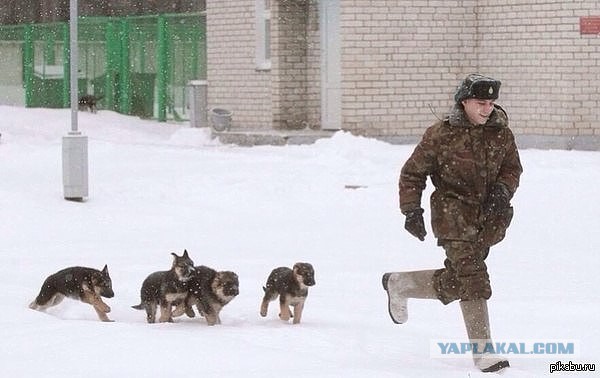 Собакочетверг же, ау!
