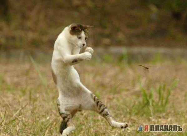 Коты, кошки, котята