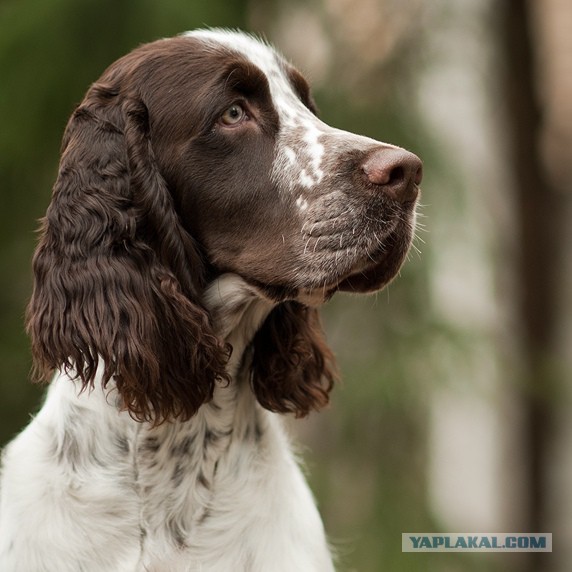 Собакочетверг