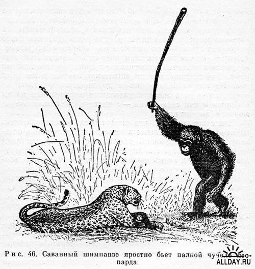 А тупой негр из Штатов монитор унёс бы...